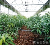 “아열대과일 재배매뉴얼 현지화 시급…생산기반 다져야”