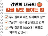 유기질비료 사용·관수량 관리…고당도 감귤로 낙찰가 제고