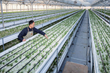 [스마트농업 현장] ICT 기반 고설베드 양액재배로 생산성 높여|디지털농업
