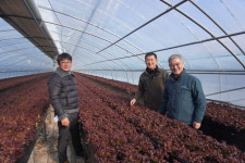 익산 망성농협, 명품 꽃상추 인기…제2의 도약 다진다