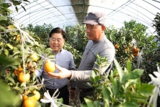 김용 옥포농협 조합장, 한라봉 농가 찾아 현장 의견 청취