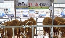 제주 서귀포시축산농협, 올해 첫 가축시장 개장