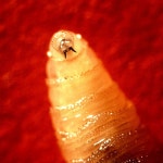 “‘1.5ｔ짜리 소’도 쓰러뜨린다”...美 ‘생식능력 없앤 파리’ 생산하는 까닭