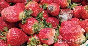 가락·구리시장 동시휴업…딸기 산지 폐기량 2배 늘고 경락값 ‘뚝’