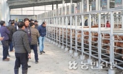 ‘수송아지 470만원’ 금송아지 시대 돌아왔다…한우시장 기지개
