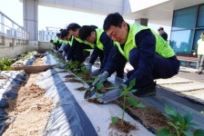 충남세종농협, 옥상 유휴공간에 ‘NH하늘농장’ 조성…도심 속 농촌 구현