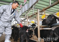 [충주 가축시장] 유찰 또 유찰…외국산 밀물에 ‘염소값’ 반토막