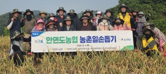 태안 안면도농협, 취약농가 마늘 수확 일손돕기 ‘구슬땀’