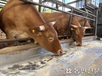 “자가 TMR 고수에게 직접 배우자”…대전 석청농장서 명인–청년농 현장컨설팅 열려