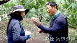 [NBS 하이라이트] 음성에서 복숭아 재배하는 이영규씨