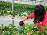 딸기와 뮤지컬 융합 ‘문화영농’ 이색 콘텐츠 이목 집중