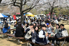 벚꽃아래... 활기 넘치는 대학생들 [포토뉴스]