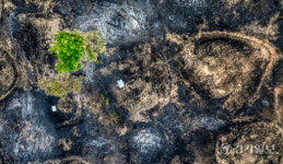 잿더미 속 피어나는 새 생명 [포토뉴스]