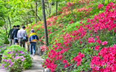 화담길 내 녹지대(U대회선수촌2단지) | 봄내음 가득한 광주 화담숲으로 오세요 [포토뉴스]