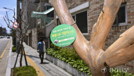 가지만 앙상한 수원 ‘배롱나무’ 여기 명품 특화 거리 맞아? [현장, 그곳&]
