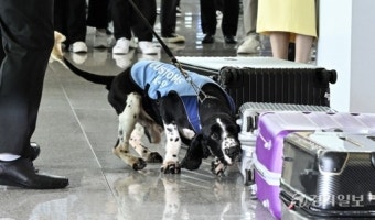 인천공항 마약밀수 적발, 건수 줄었지만 무게 늘어… 마약 밀수 대형화