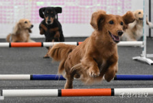 세계 개의 날, 반려견과 함께 즐거운 시간 보내요! [포토뉴스]
