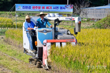 경기 광주 황금 듵녘 벼베기 시연 [포토뉴스]
