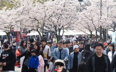 차 없는 벚꽃길 만끽 [포토뉴스]