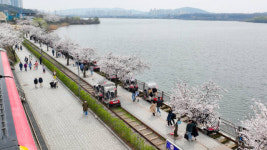 의왕 왕송호수에 벚꽃 활짝 피어…“봄에 굳이 다른 지방 찾을 필요 없어”