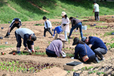 수원탑동시민농장 체험텃밭 [포토뉴스]