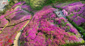 군포철쭉동산, 철쭉 만개 [포토뉴스]