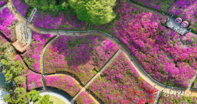 군포철쭉동산, 철쭉 만개 [포토뉴스]