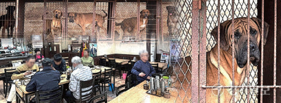 특별법 통과 후… 보신탕집 손님 되레 늘었다 [개식용종식법 100일 上]