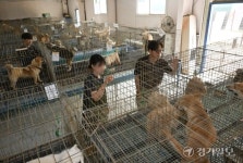 “사람도 동물도 힘들어요”… 동물보호센터 ‘SOS’ [로컬이슈]