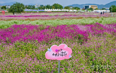 양주 천만송이 천일홍 축제 하루 전, 분홍빛 물결 [포토뉴스]