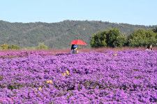 양주 나리농원 천일홍 꽃밭 나들이 명소로 인기몰이