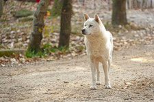 부천서 목줄 풀린 진돗개 주인 물고 도망… 당국 포획 나서