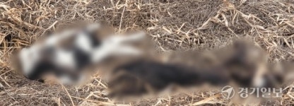 여주 남한강 상수원에 송아지 폐사체 발견... 환경오염·전염병 우려