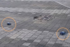 인천 백운역 인근 비둘기 11마리 집단 폐사…지자체 조사 나서