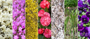 알록달록 봄꽃 만개 [포토뉴스]