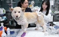“말도 못하고 얼마나 뜨거웠을까…” 경기도수의사회 산불 피해 동물 치료 지원