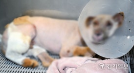 “말도 못하고 얼마나 뜨거웠을까…” 경기도수의사회 산불 피해 동물 치료 지원