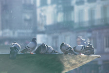 길거리 비둘기 잡아 ‘오리구이’ 판매한 중식당 덜미