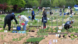 주말농장 북적 [포토뉴스]