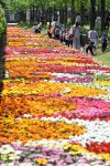 2025 구리유채꽃축제 [포토뉴스]