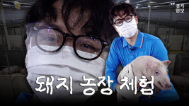 [영상] 돼지도 백신을 맞는다?...돼지 농장에서 하루 보내보니 [허약체 EP.2]