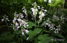 [2025 경기도 박물관·미술관 다시보기] 14. 용인 한택식물원