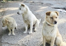 하남 교산지구 철거로 유기동물 골머리… 대책 시급