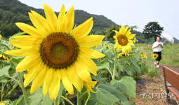 가을 해바라기 [포토뉴스]