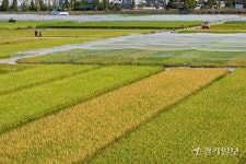성큼 다가온 가을, 추수 기다리는 벼 [포토뉴스]