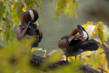 김포서 천연기념물 제237호 원앙 올해도 김포장릉저수지 찾았다