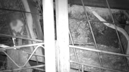 사흘간 농장 침입해 농산물 훔친 60대 남성