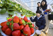 겨울철 과일 재배 한창, 잘익은 황금향과 딸기 [포토뉴스]