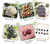 농장소개2-79팜 삼형제농장