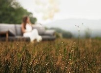 메인-Meadow Dew 메도우듀